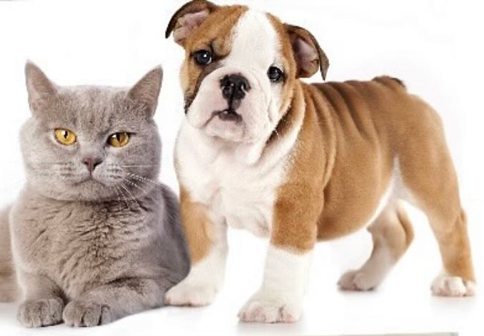 Ветеринарні препарати